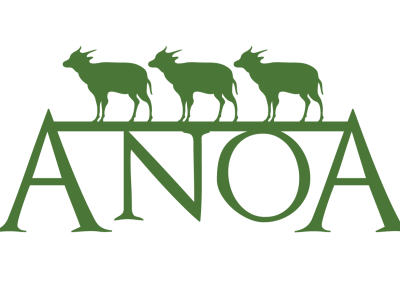 Anoa